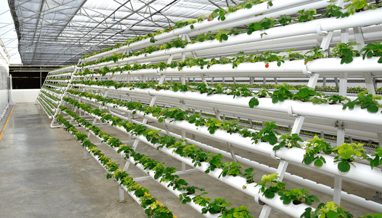 Hydroponics