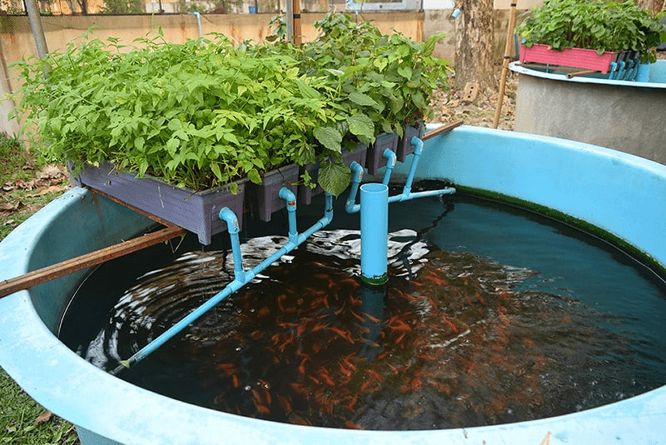 Aquaponics